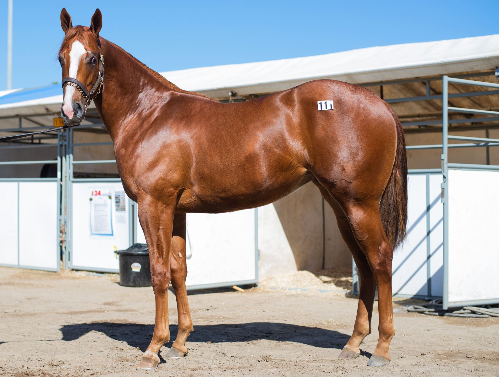 Where to Find the Most Recent Los Alamitos QH Results