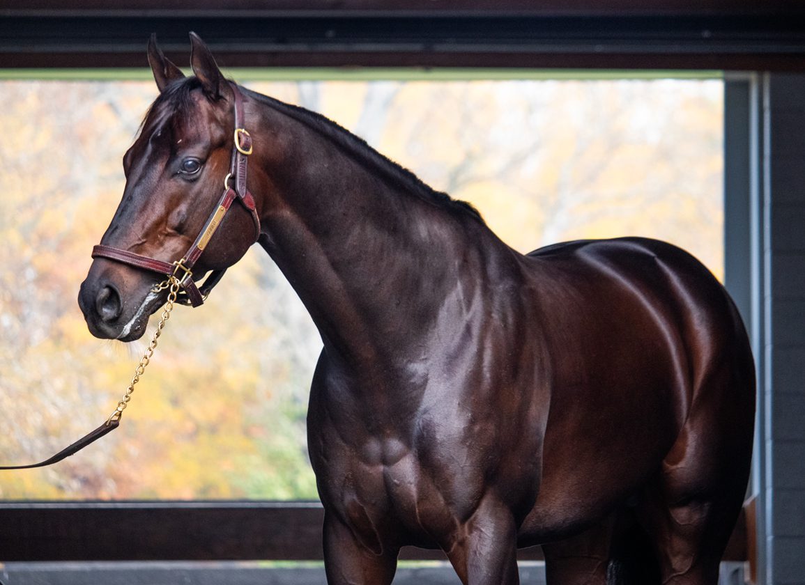 What is a gunite horse? Heres everything you need to know!