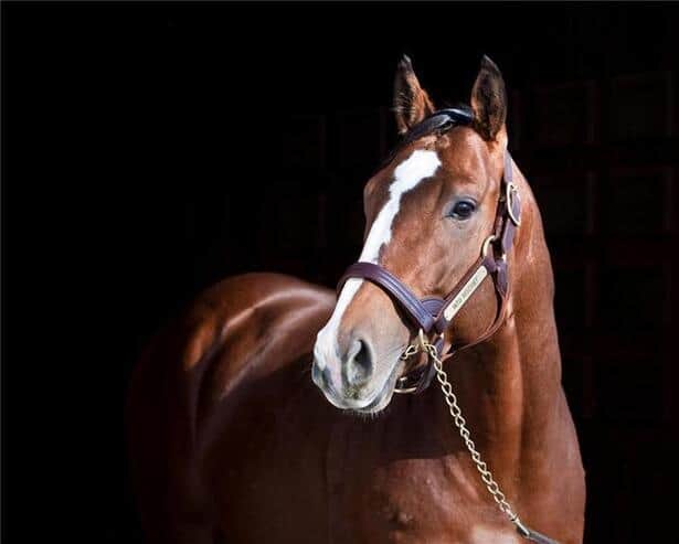 Wondering About Into Mischief Stud Fee? Get the Full Details Here!