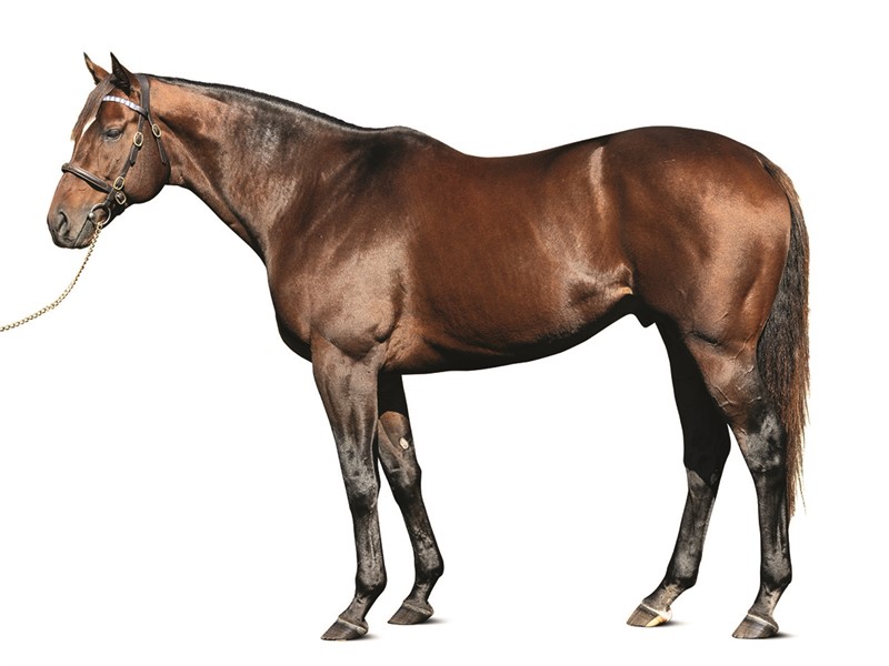 codys wish horse pedigree: see what makes a winners bloodline!