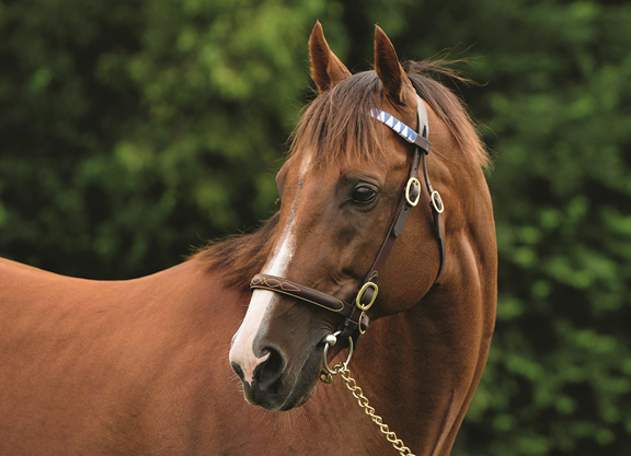 Midshipman Stallion: Heres What It Is and Why It Matters