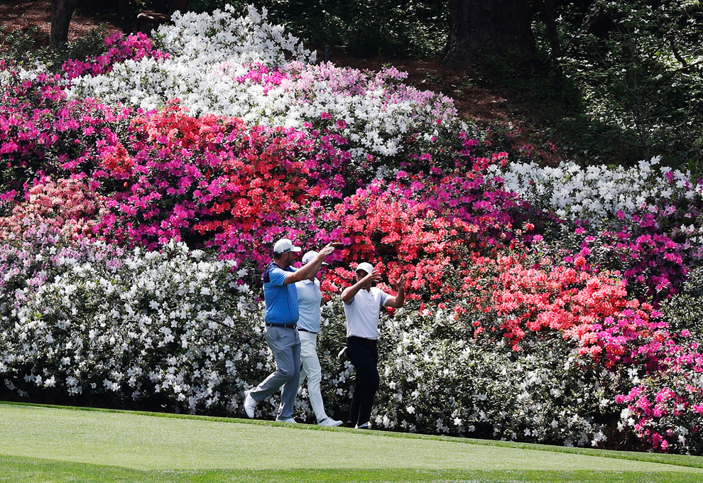 Want to See the Augusta National Azaleas? Here is Everything You Need to Know!