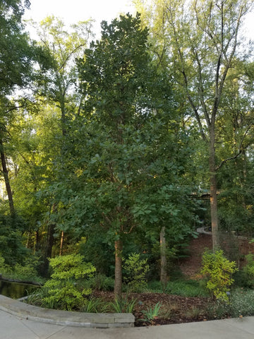 High Oak: Is This the Right Tree for Your Garden?