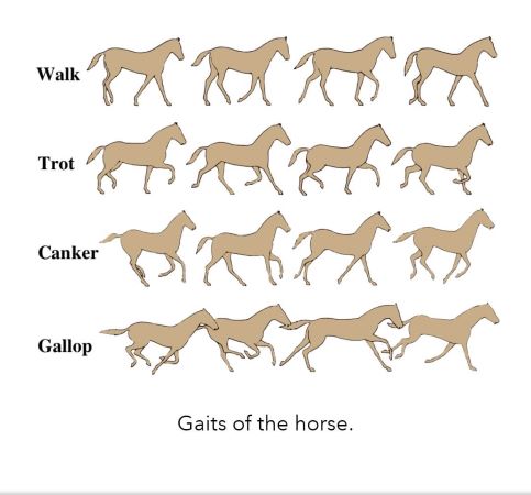 How Fast Are Horses at a Gallop? Learn About the Different Gaits.
