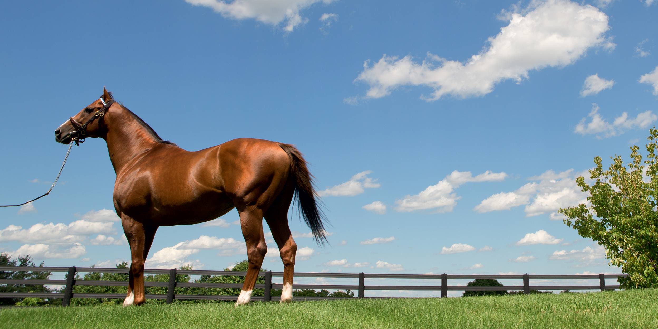 Midshipman Stallion: Heres What It Is and Why It Matters