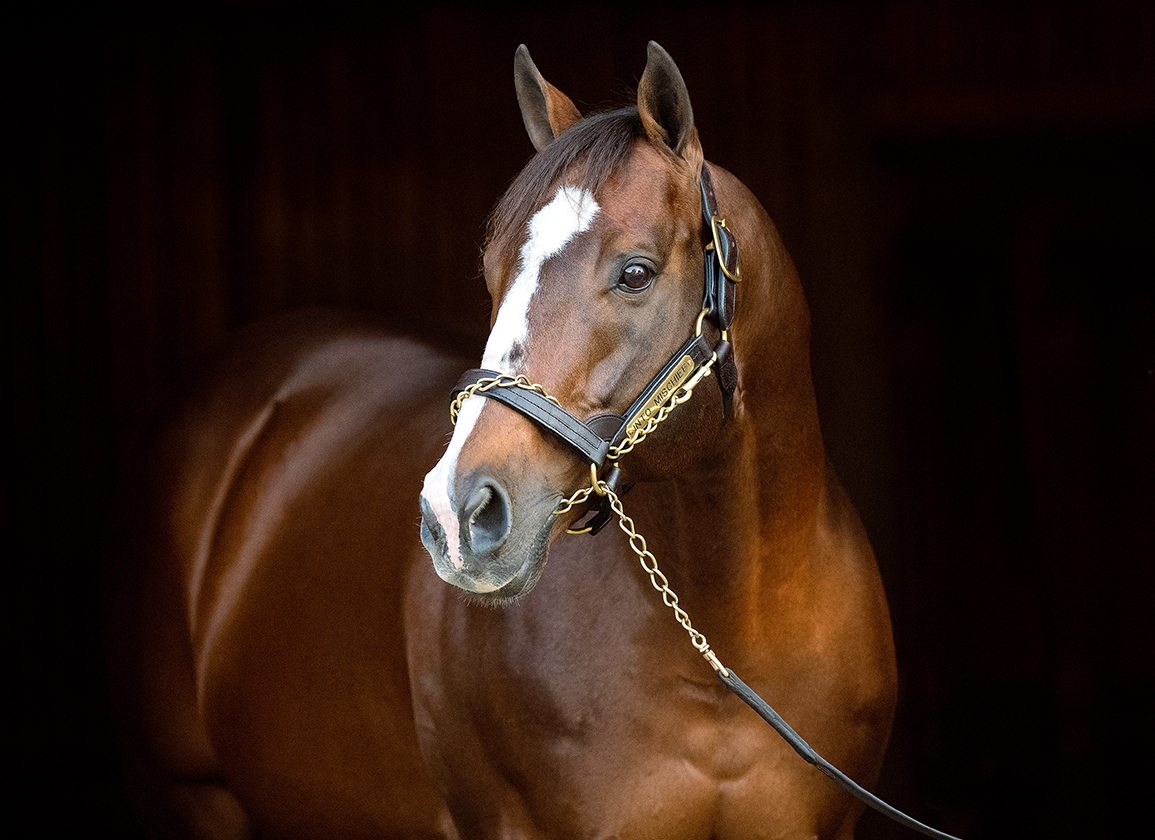 Wondering About Into Mischief Stud Fee? Get the Full Details Here!