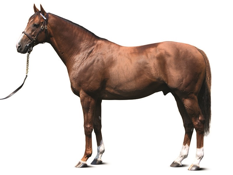 Midshipman Stallion: Heres What It Is and Why It Matters