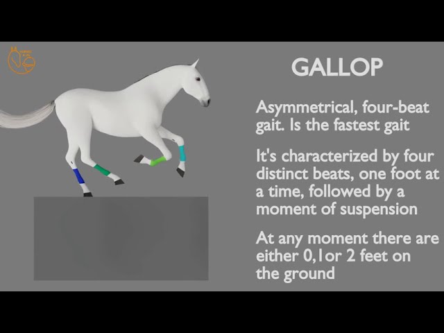 How Fast Are Horses at a Gallop? Learn About the Different Gaits.