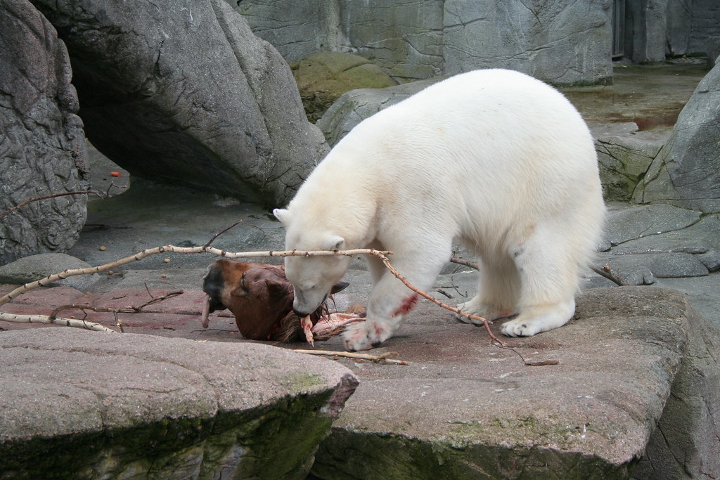 Polar bear horse: Why is it so popular? Get the inside scoop today!