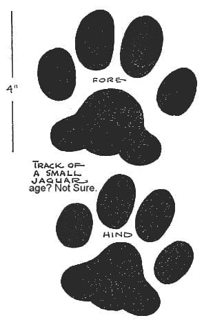 Paw jaguar anatomy: A close look at the structure and strength of a jaguars paw.
