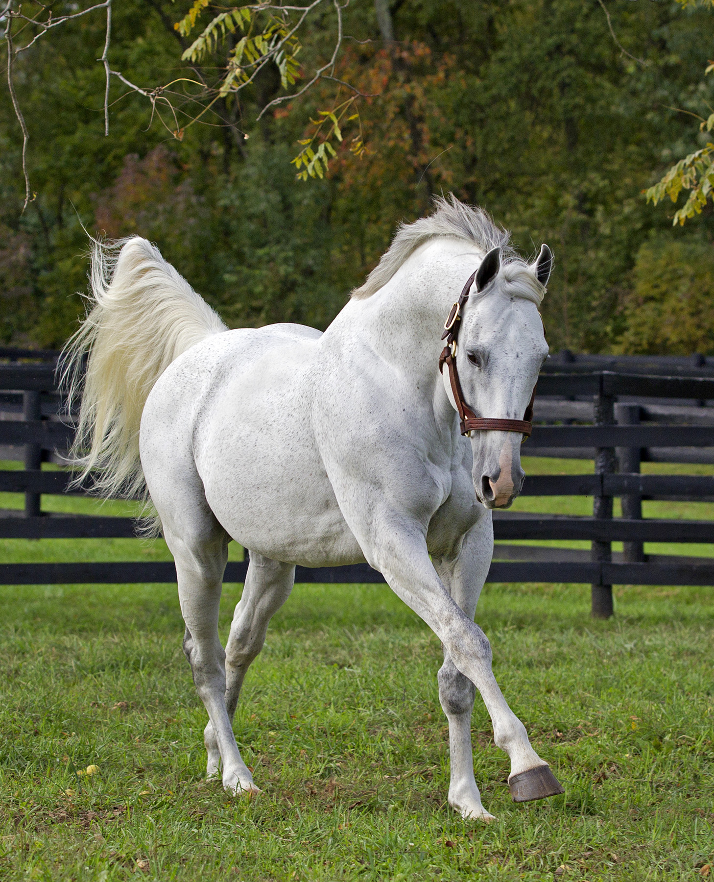 Whats the Deal with Unbridleds Song? Everything You Need to Know About This Famous Racehorse!