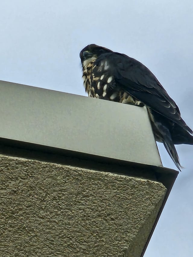 Where to See a Blackfalcon: Your Guide to Spotting This Rare Bird