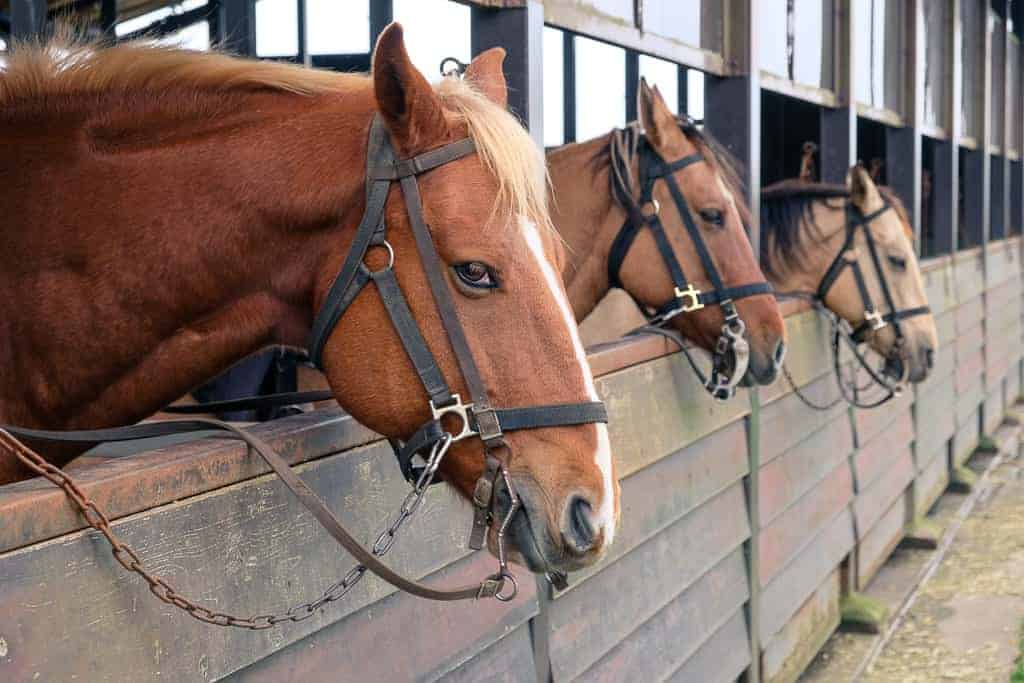 Horses in Japan: Where to See Them? (Top Spots for Horse Lovers)