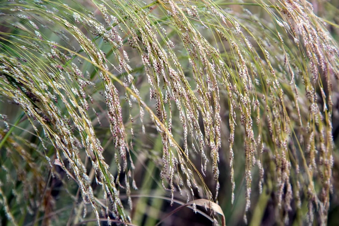 Feeding Teff for Horses: Everything You Need to Know!