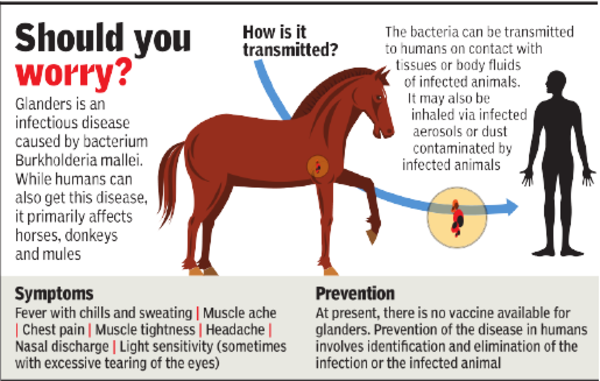 Glanders Disease in Humans: How to Avoid It? Tips for Prevention and Safety!
