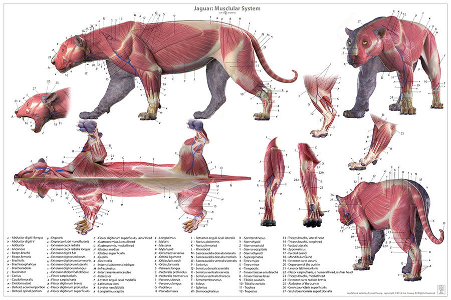 Paw jaguar anatomy: A close look at the structure and strength of a jaguars paw.