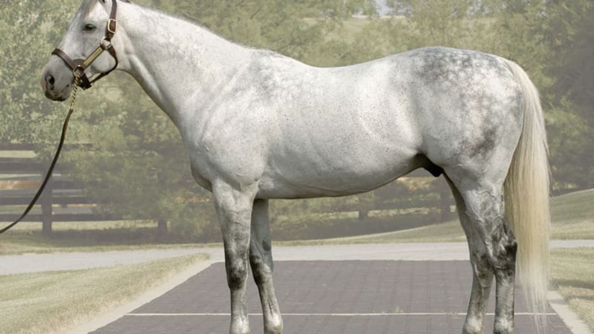 Whats the Deal with Unbridleds Song? Everything You Need to Know About This Famous Racehorse!