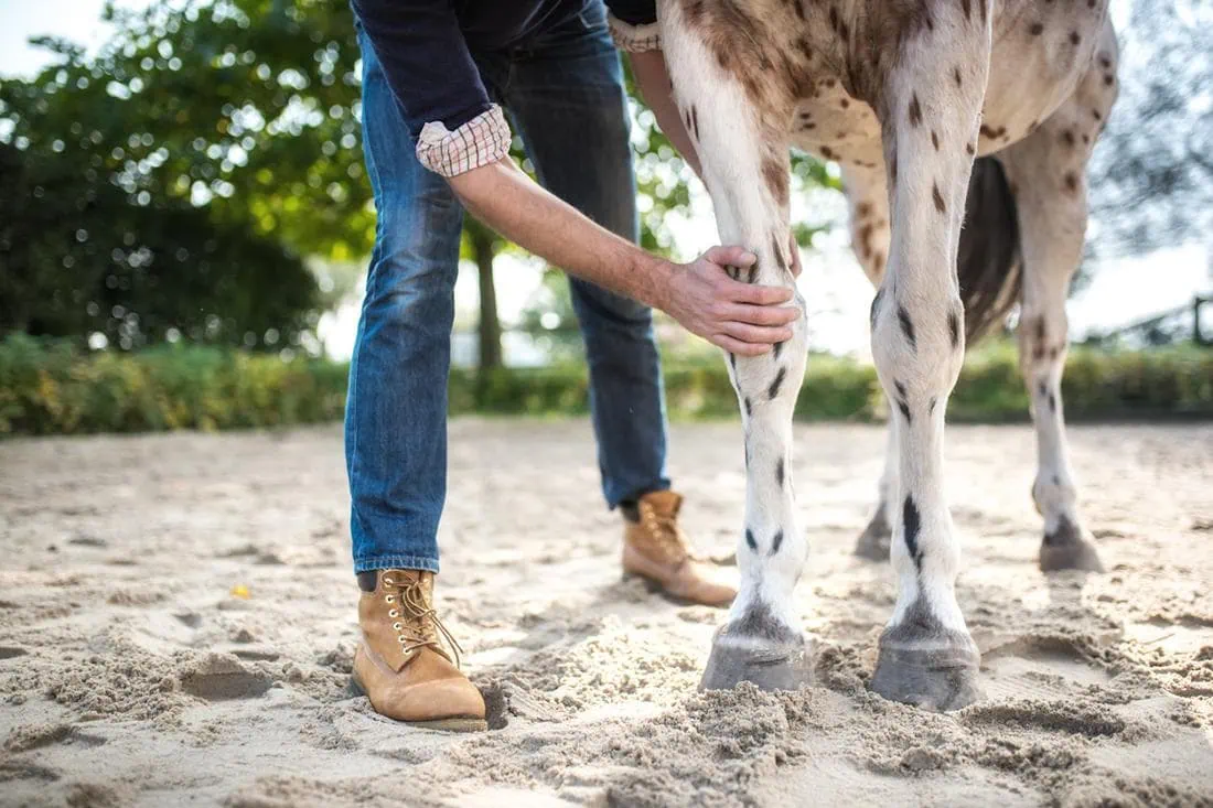 Dealing with ocd for horses: Practical tips and strategies for horse owners and caregivers.