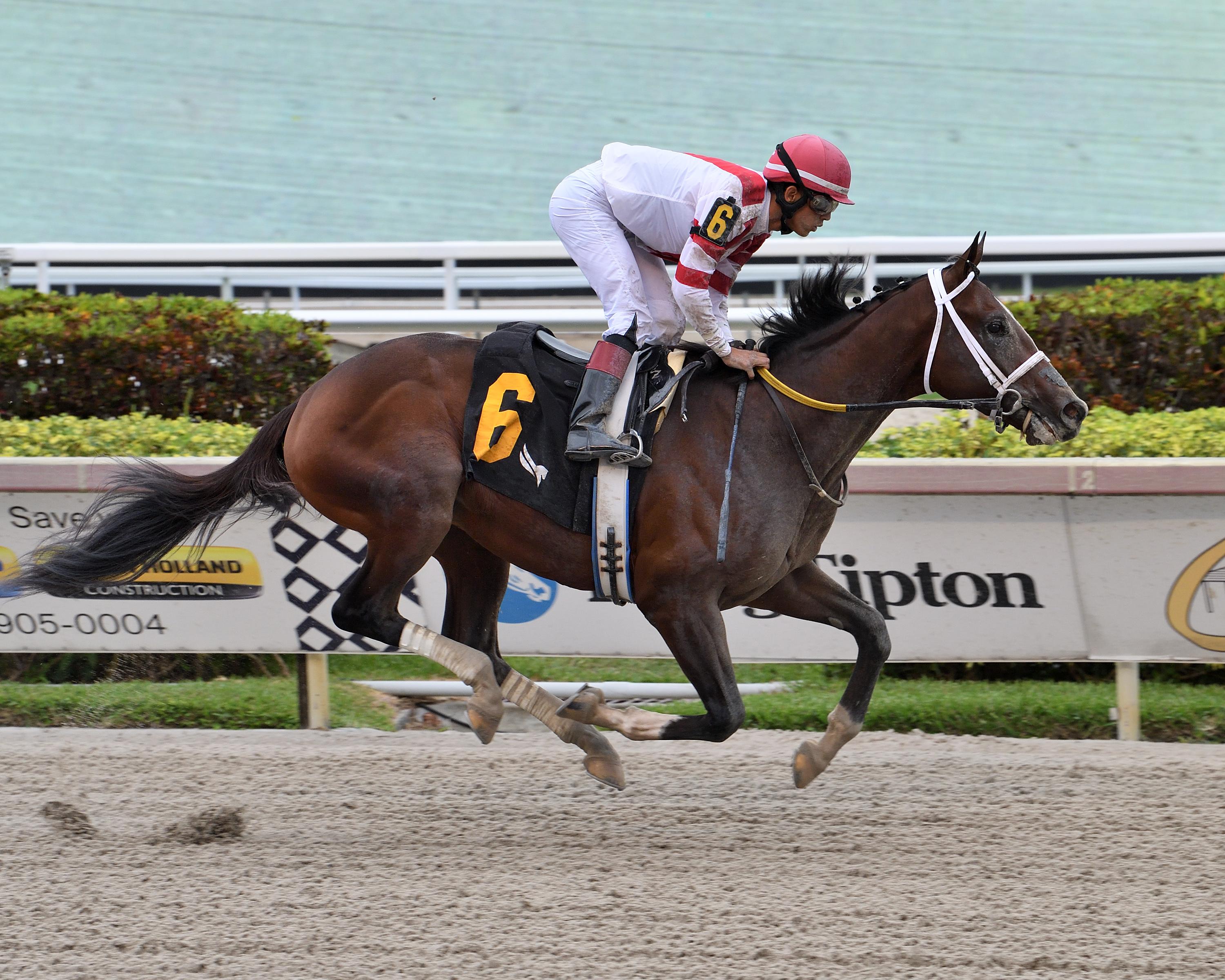 Tampa Bay Derby 2023: Horses to Watch, Discover Potential Upsets!