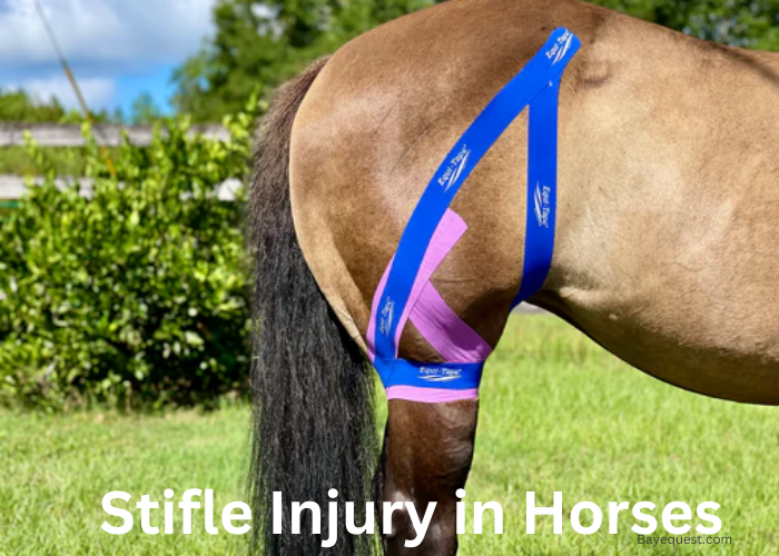 Stifle Injury on a Horse: Easy Ways to Spot It, What you should do.