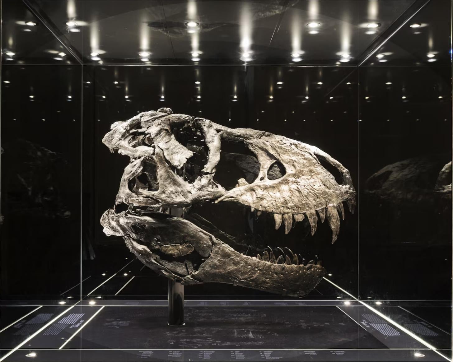 Where can I hear the rexy roar? Find Out How to Experience It!