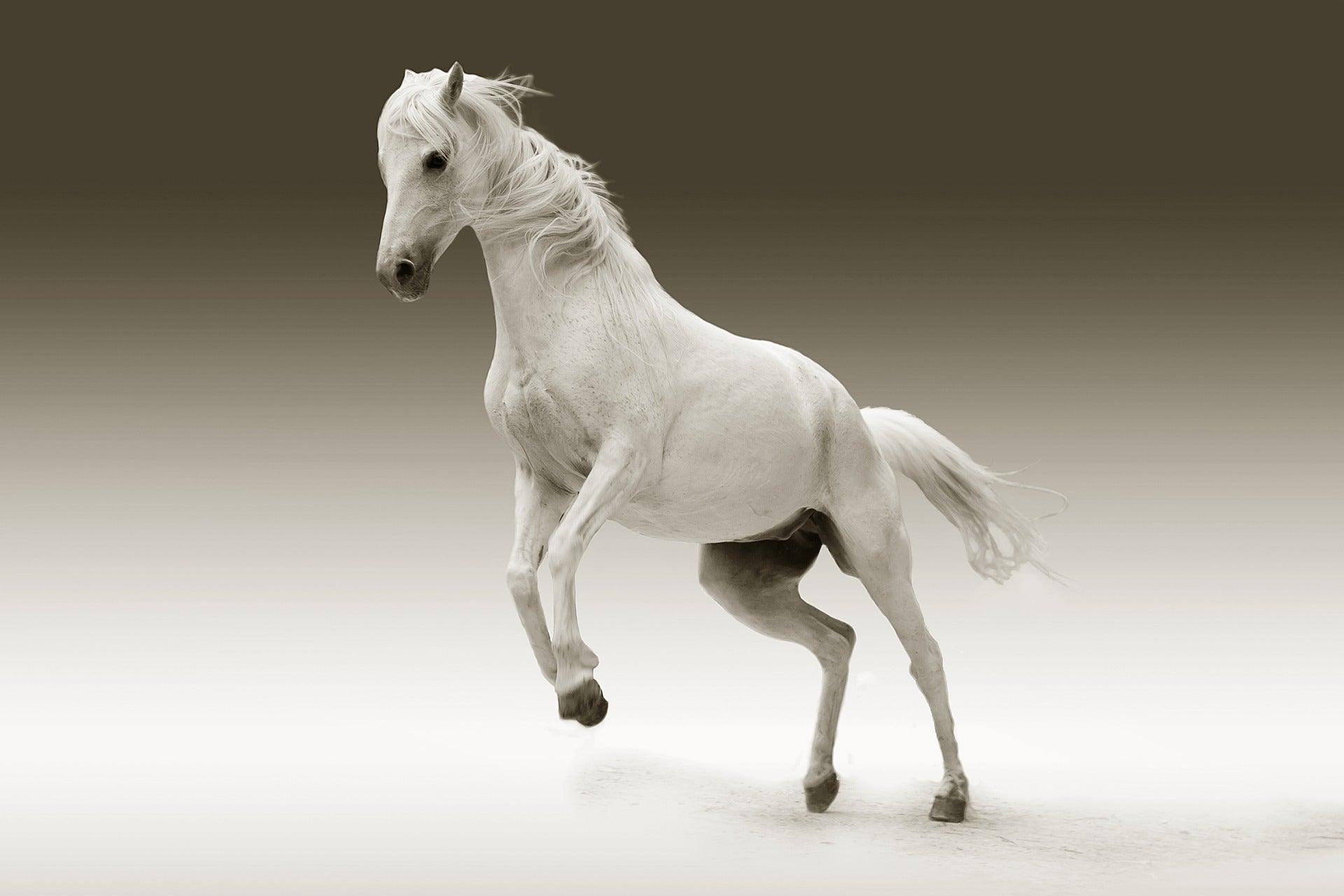 4 White Stallions: Are They Good or Bad? (Discover the Symbolism Behind This Image)