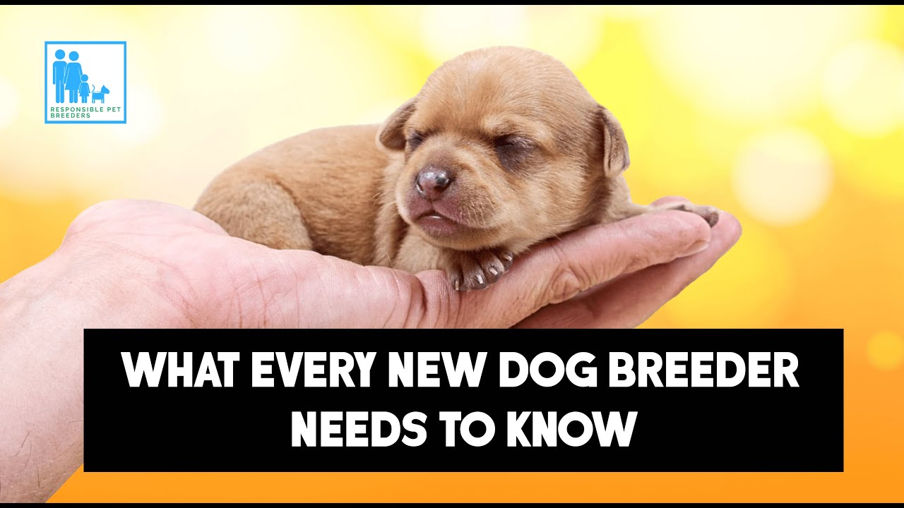 Best Breeding Video: How to Tell Which is Good? Here are 5 Ways to Find!