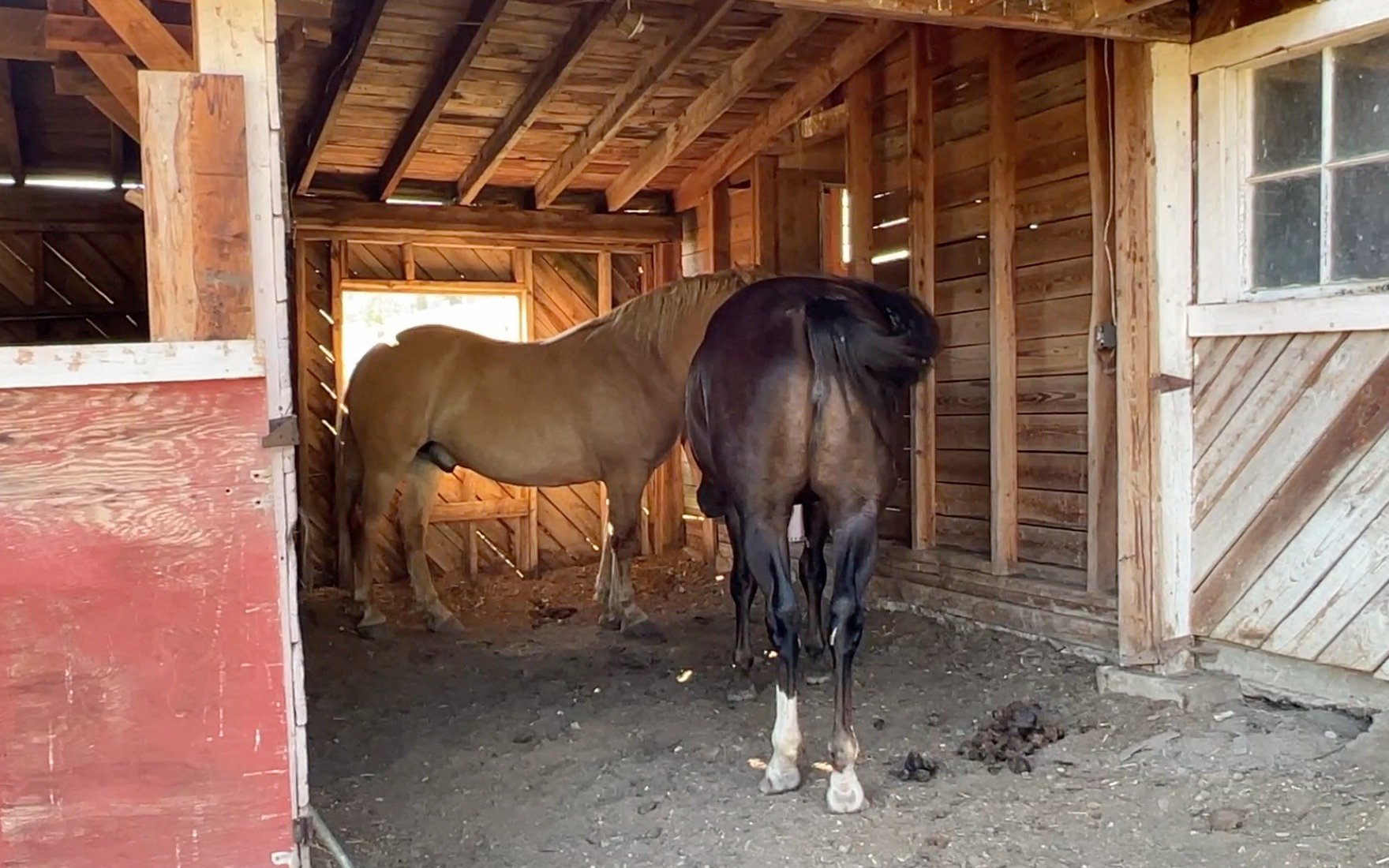 Top Equine Stable Designs: Build the Perfect Horse Home!