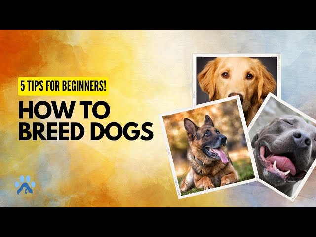 Best Breeding Video: How to Tell Which is Good? Here are 5 Ways to Find!