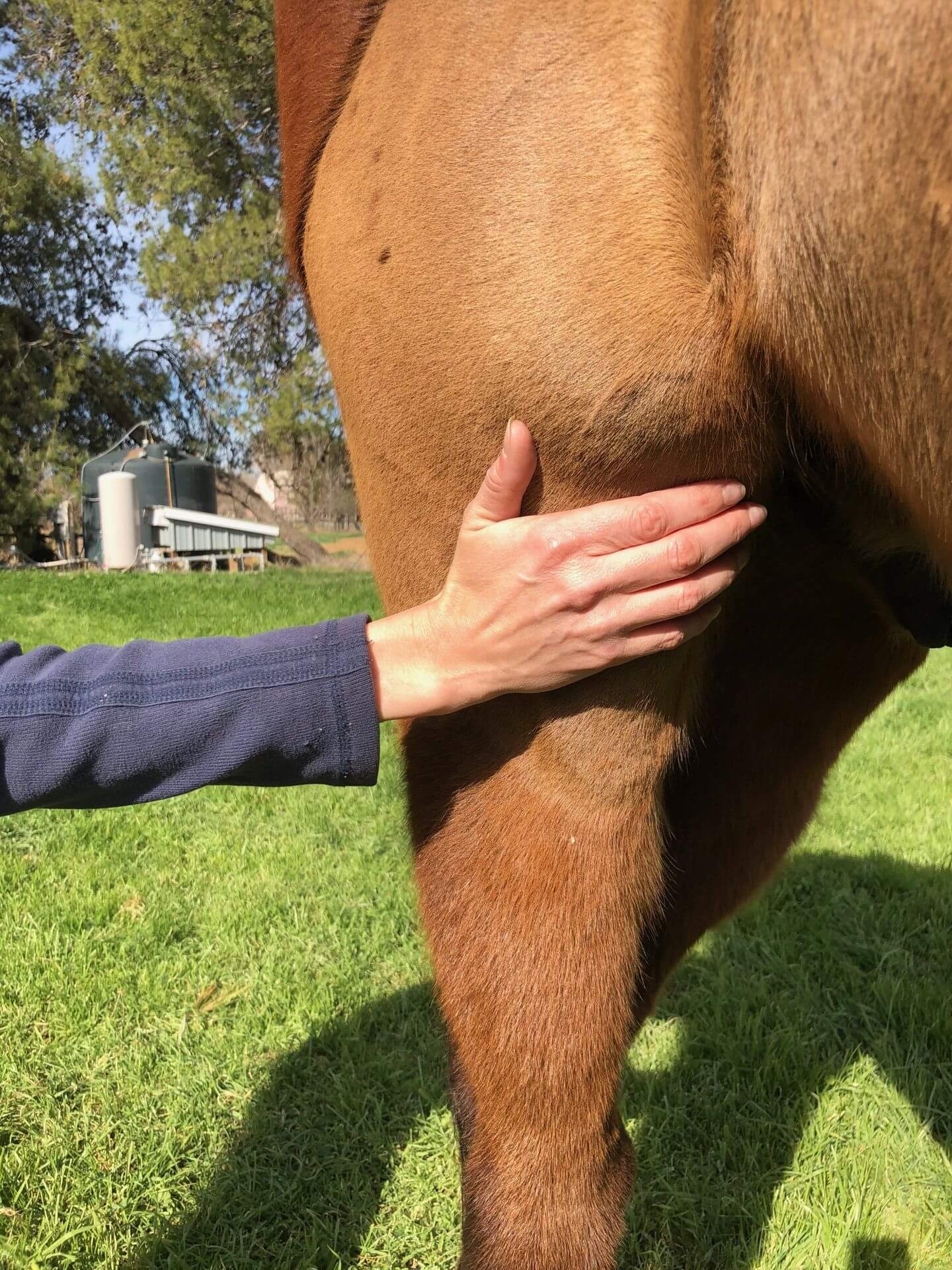Stifle Injury on a Horse: Easy Ways to Spot It, What you should do.