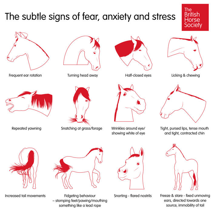 How do you describe a horse when its restless? Check out these common signs and what they mean!