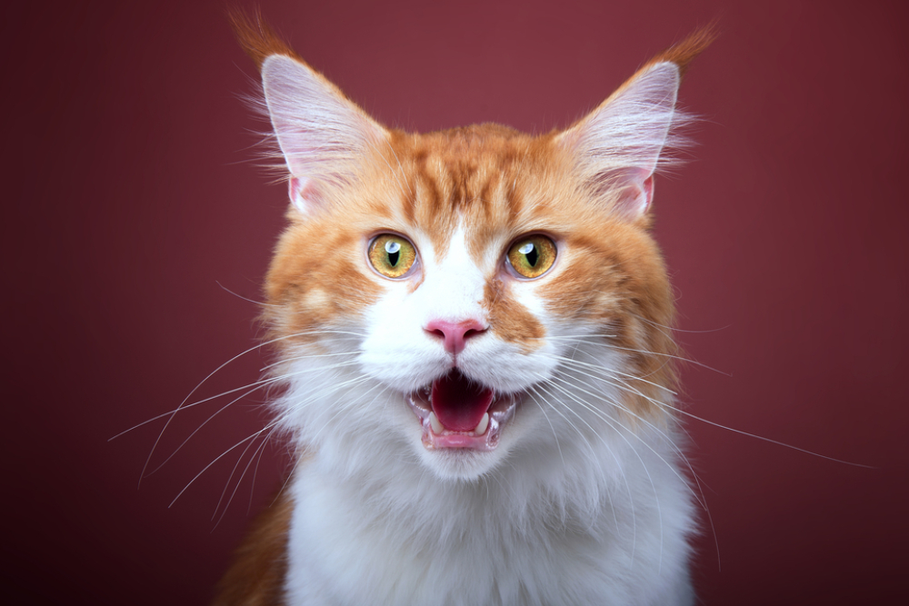 What is a Chatty Catty? Simple Explanation of Talkative Cats!