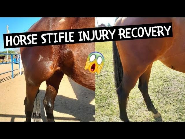 Stifle Injury on a Horse: Easy Ways to Spot It, What you should do.