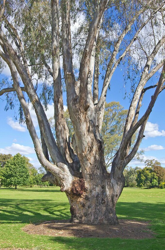 Best Lens for Plum Tree Photo Shots? Find the Ideal Choice Here!