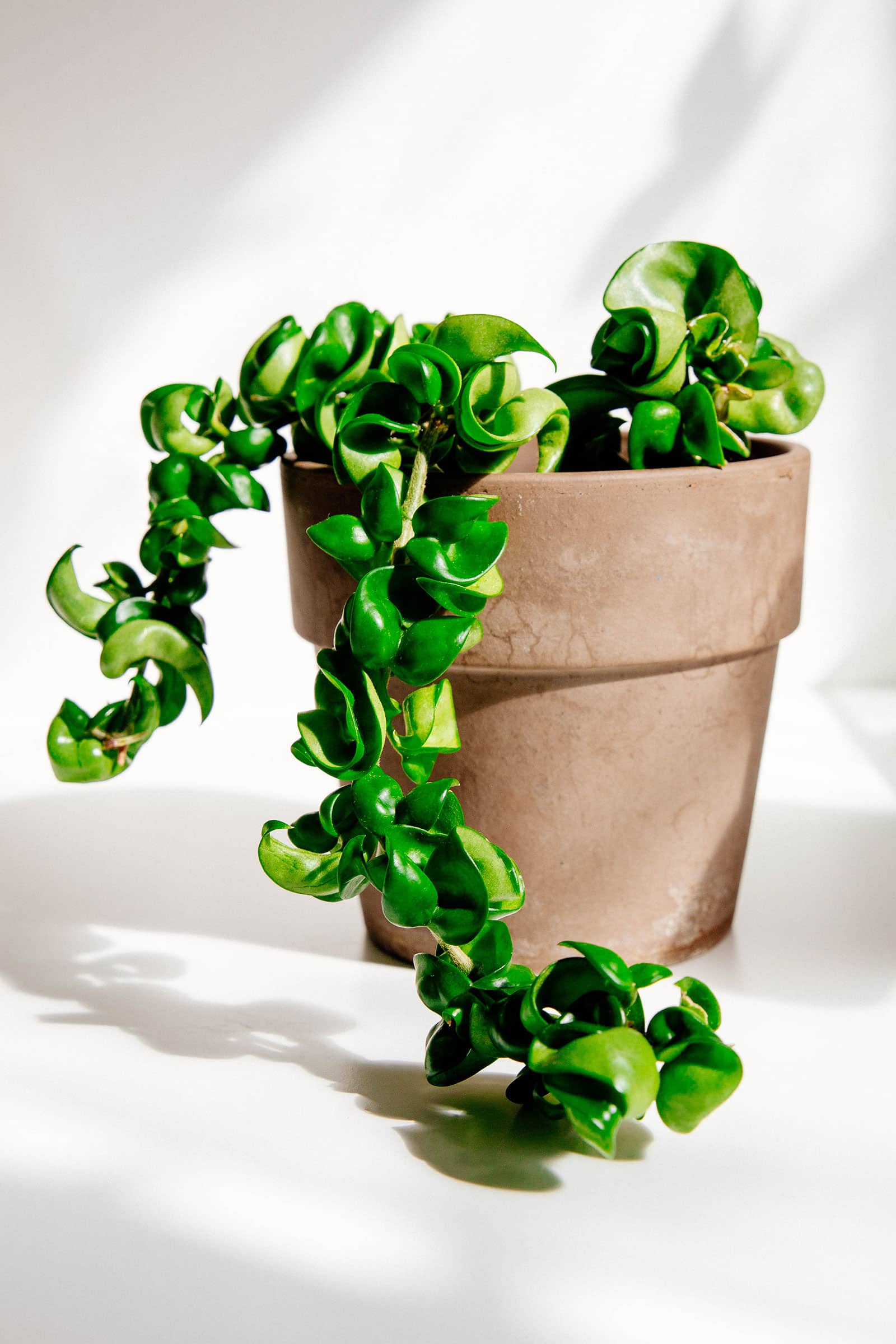 Hoya Animal: What is it? Easy-to-Understand Guide for Beginners.