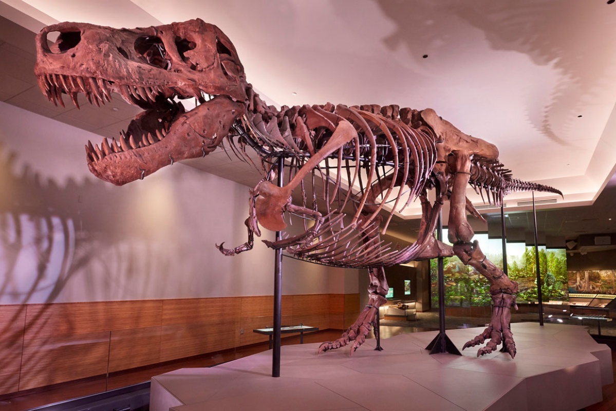 Where can I hear the rexy roar? Find Out How to Experience It!