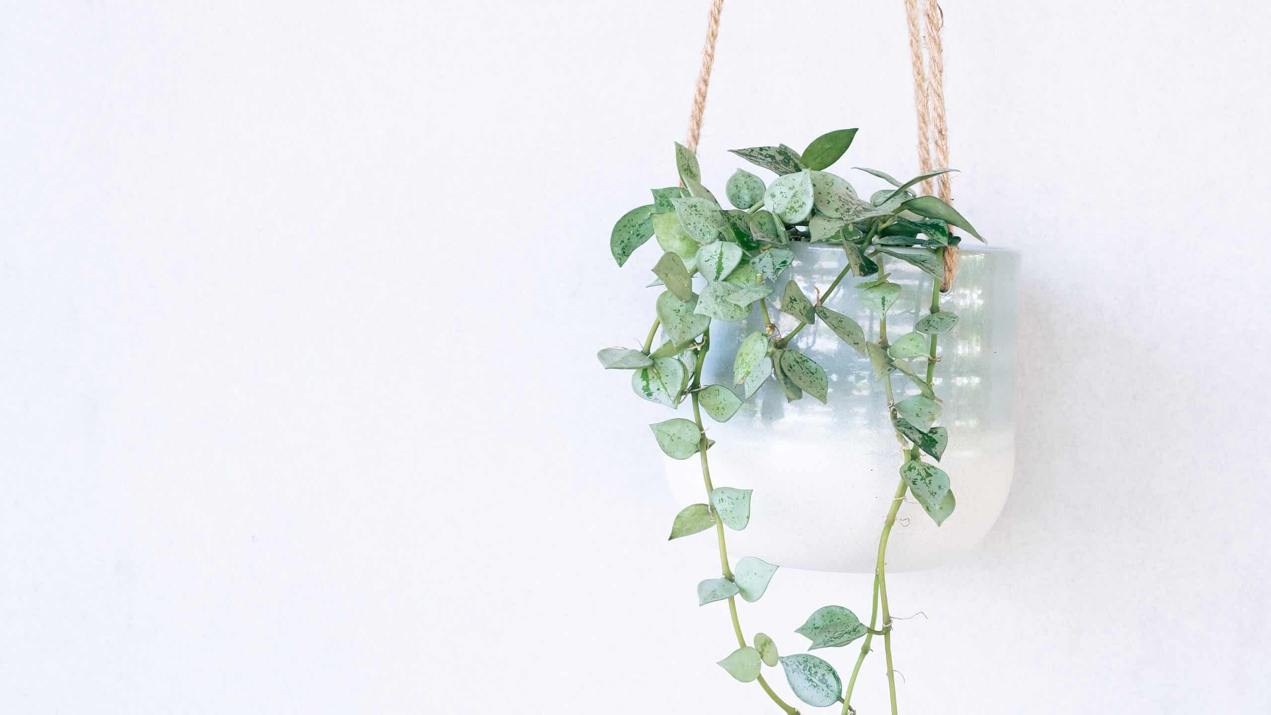 Hoya Animal: What is it? Easy-to-Understand Guide for Beginners.