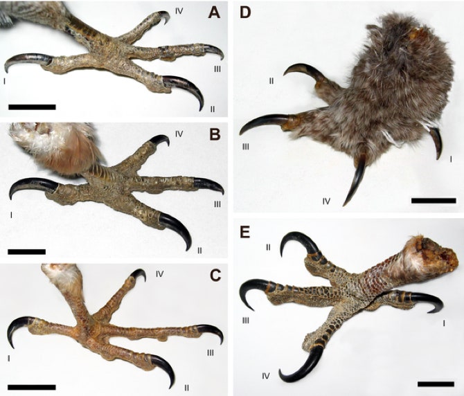 Sharp tallons: How Birds Use Their Claws for Hunting and Defense.