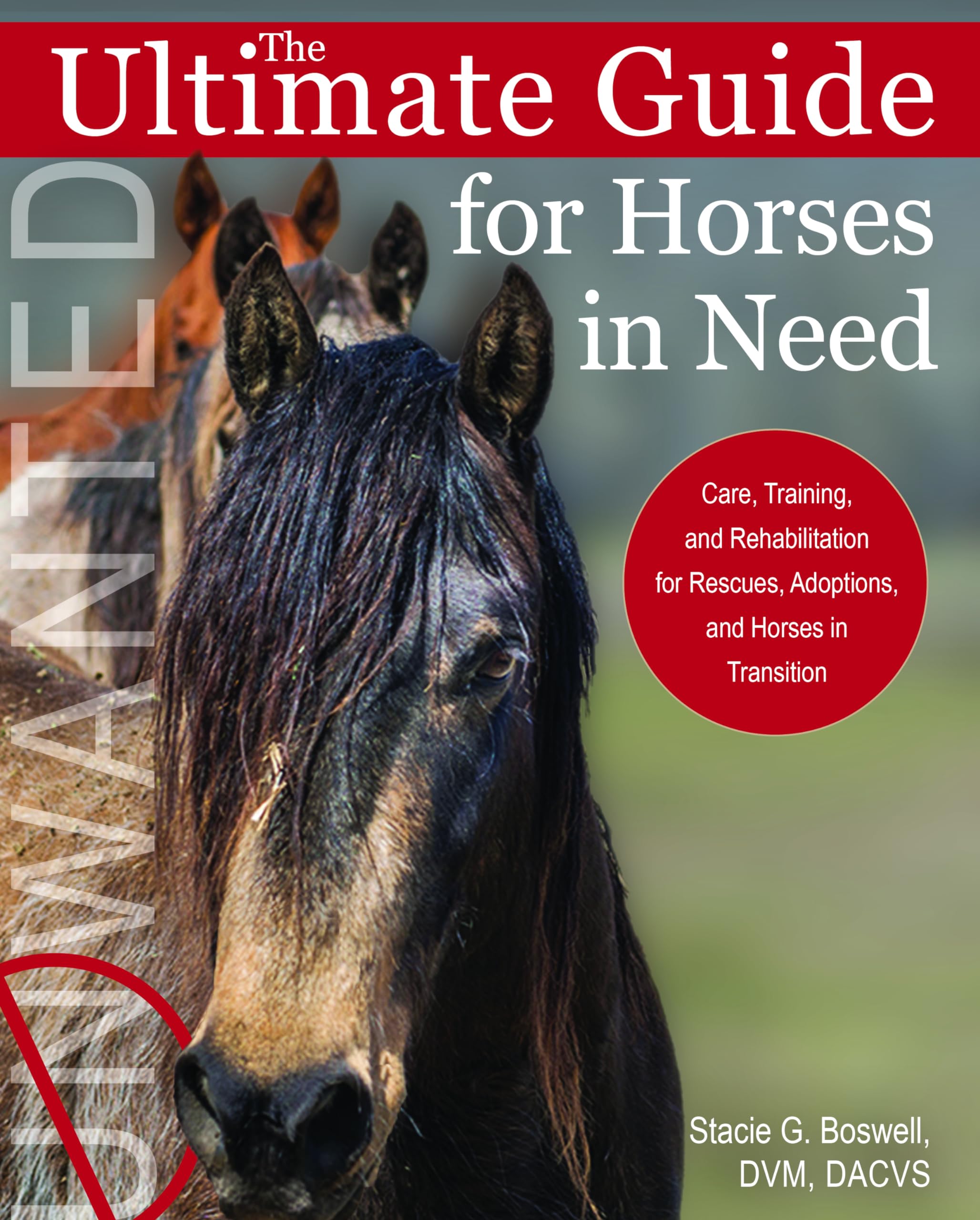Love Drum Horse? (Ultimate guide on caring and training)