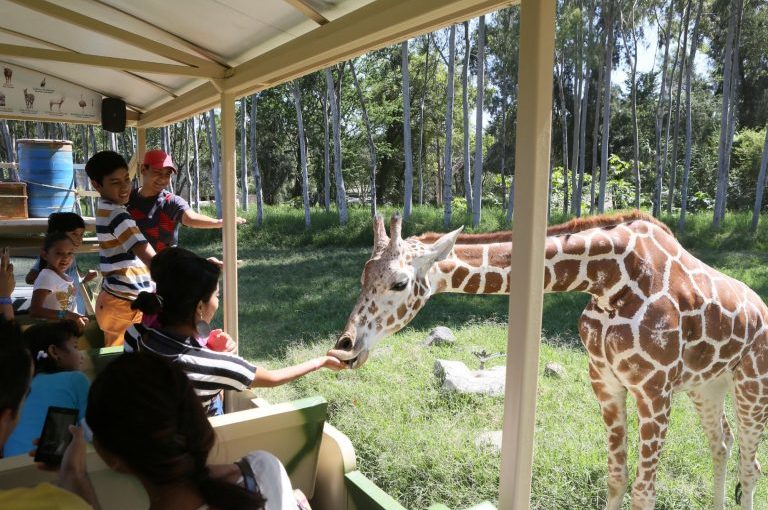 How can you preview the zoo experience? View these beautiful zoologico guadalajara photos online easily.