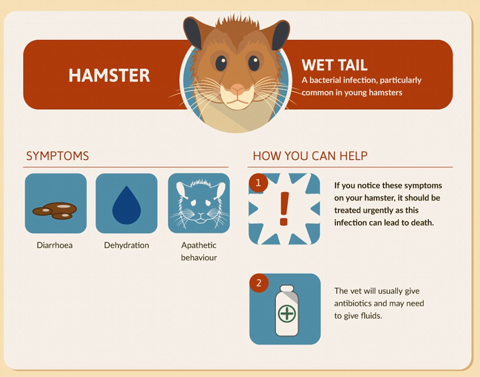 Is Your Hamster in Shock? Learn the Warning Signs!