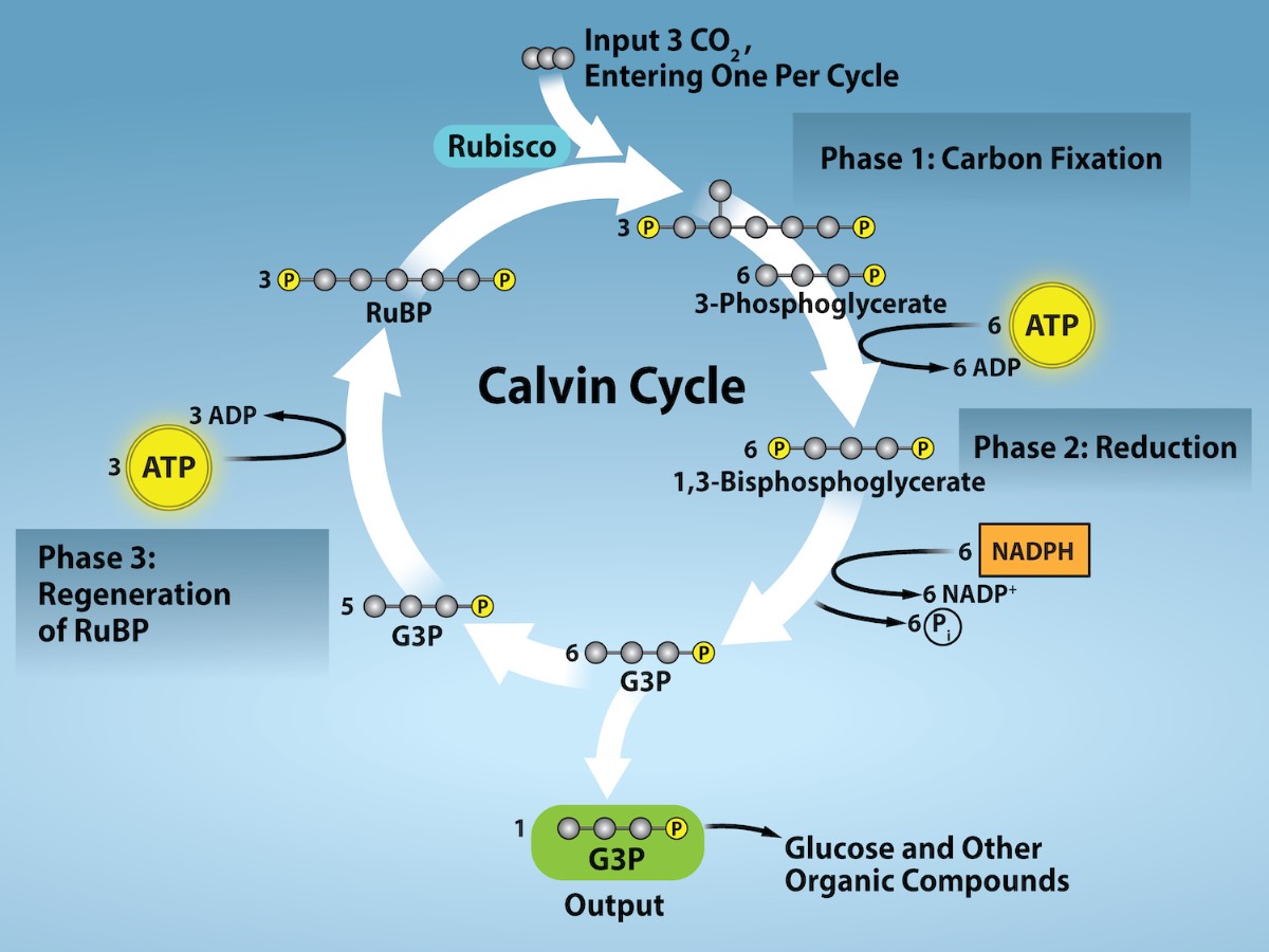 Light Independent Reactions: Whats Another Name for Them? (Easy Explanation)