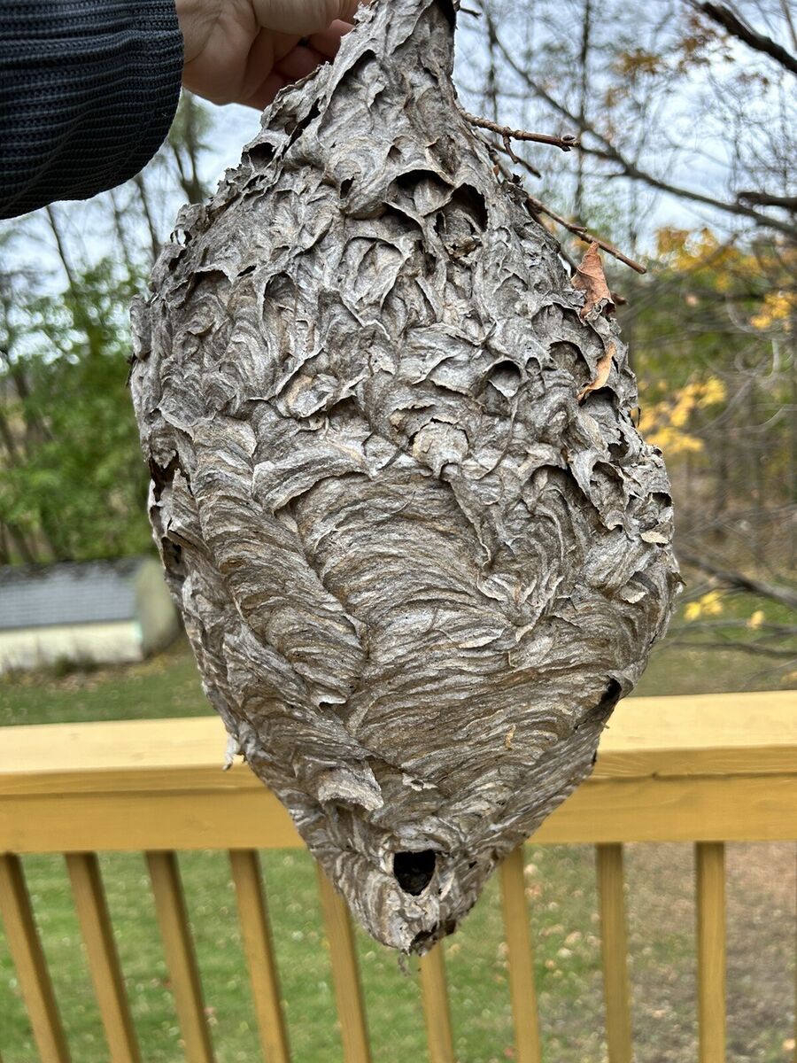 hornet nest images