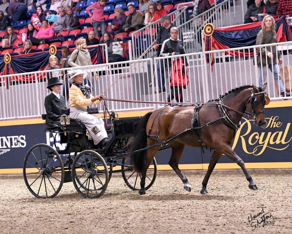 Horse Racing Cart Guide: Find the Best Deals & Top Models!