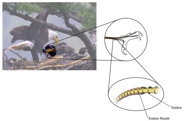 Sharp tallons: How Birds Use Their Claws for Hunting and Defense.