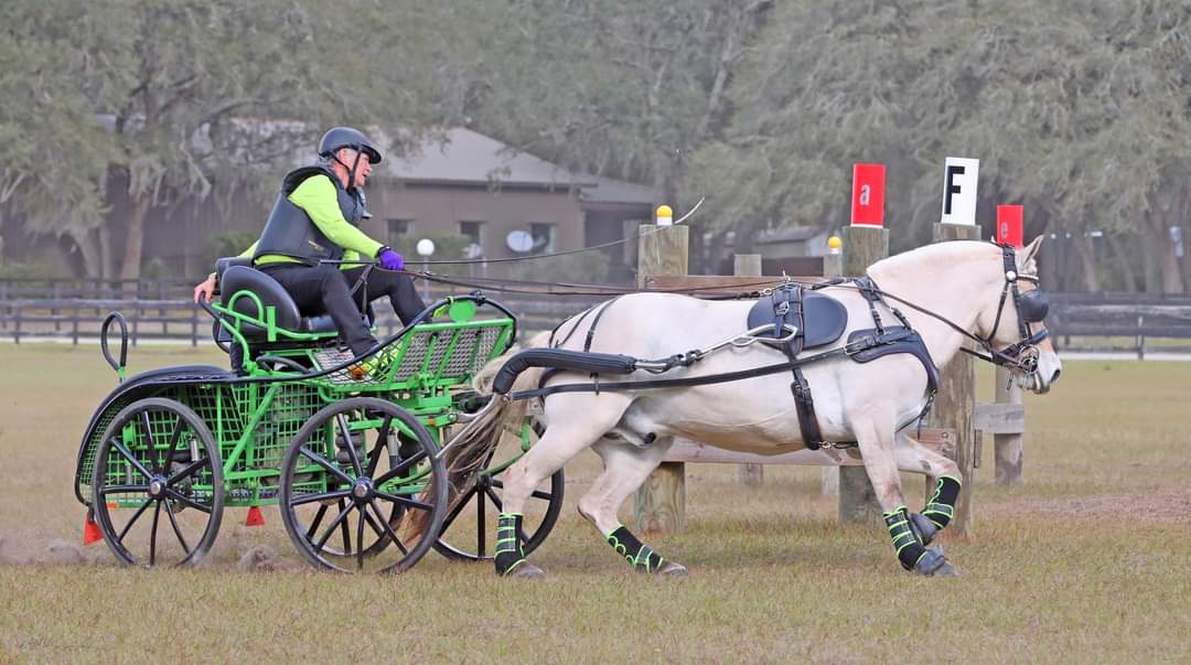 Horse Racing Cart Guide: Find the Best Deals & Top Models!