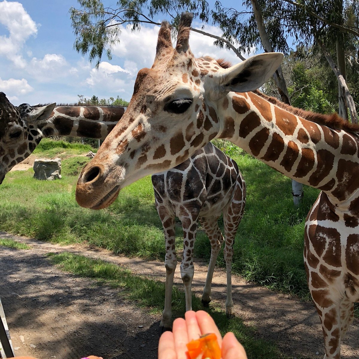 How can you preview the zoo experience? View these beautiful zoologico guadalajara photos online easily.