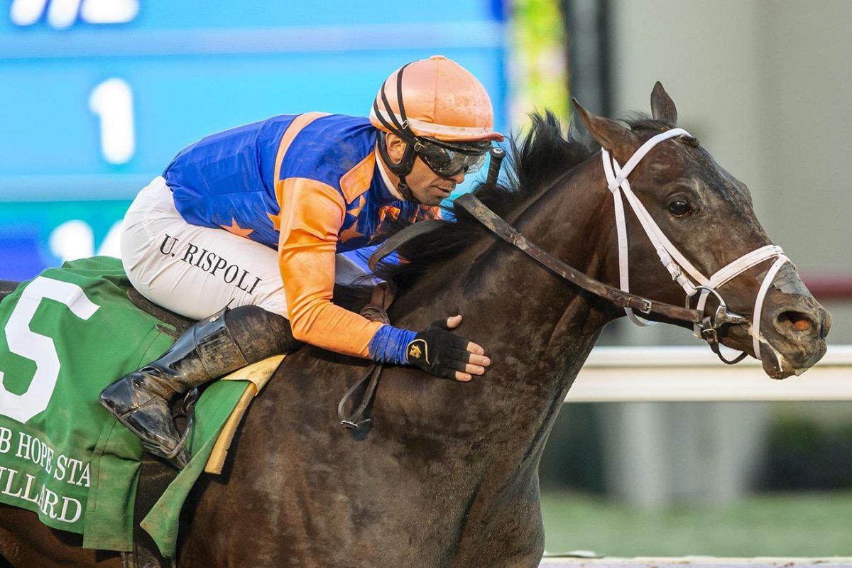 The big question: Do horses enjoy racing? Lets dive in