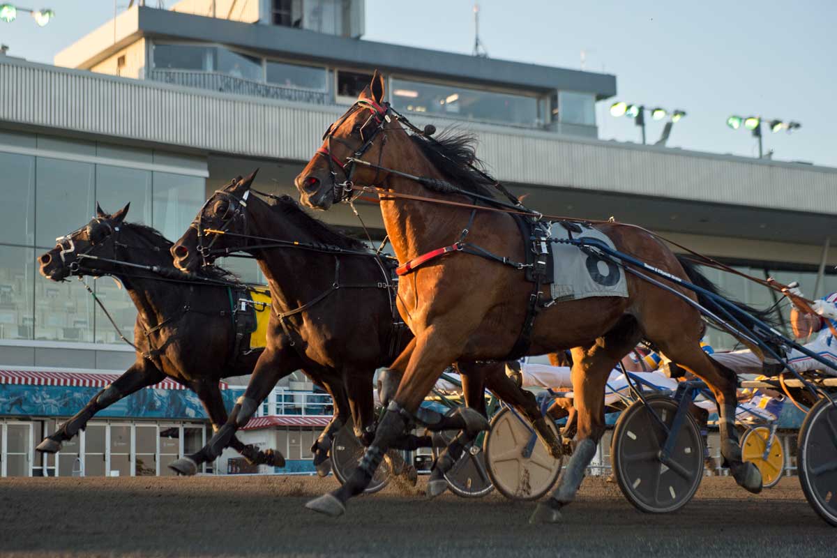 What are the best mohawk picks for tonight? Here are the key horses you should watch closely.