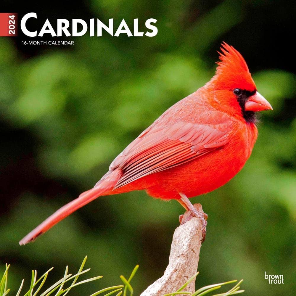 Cardinal Calendar 2024: Where to Buy & What to Look For.